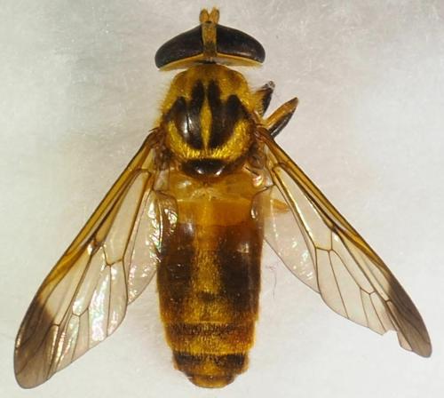 Diachlorus curvipes